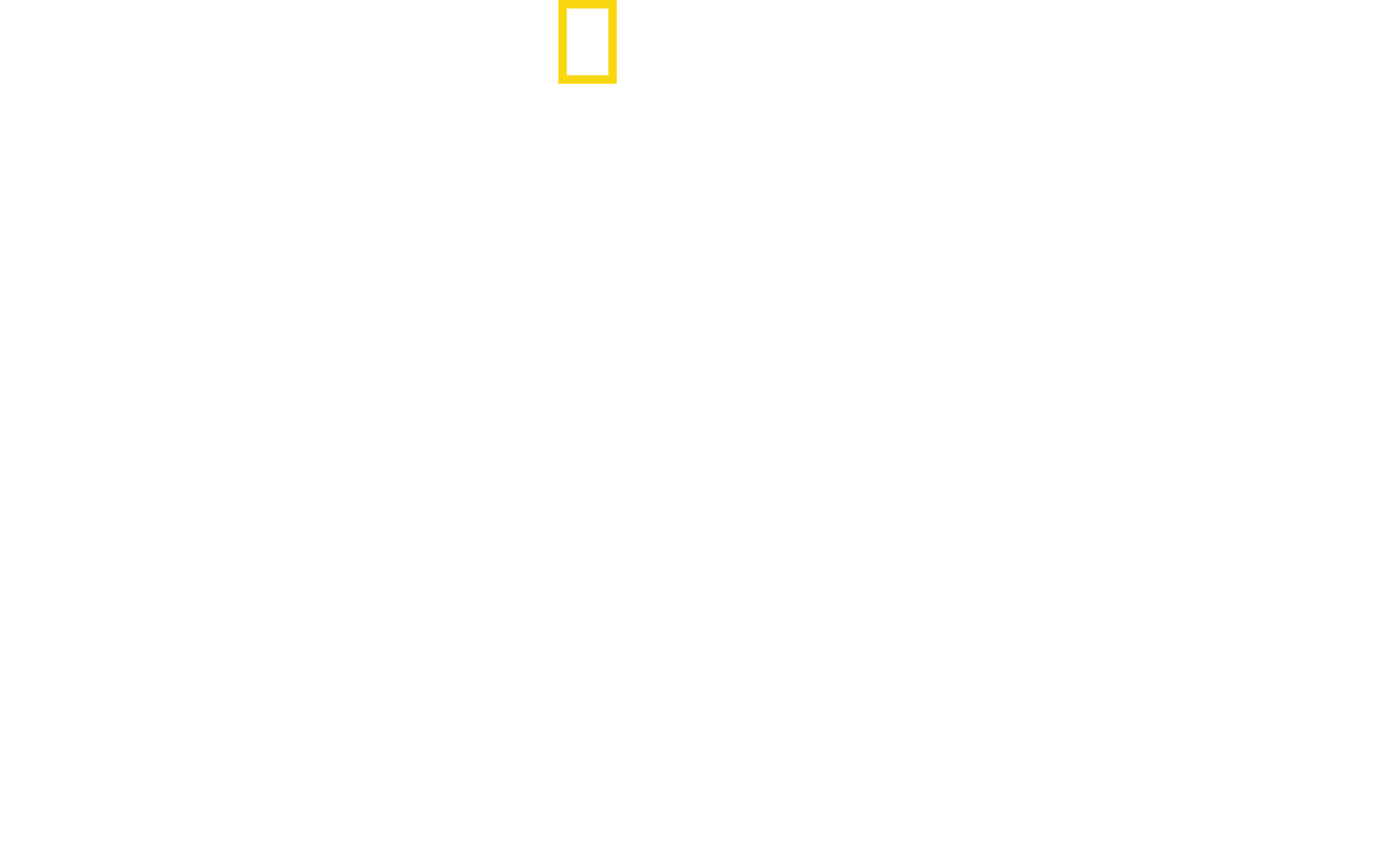 Dolphins Up Close with Bertie Gregory