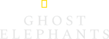 Ghost Elephants
