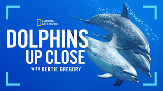 Dolphins Up Close with Bertie Gregory